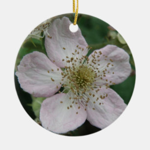 BlackBerry Blume Makro Ornamente