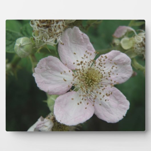 BlackBerry Blume Makro Plaque Fotoplatte (Vorderseite)