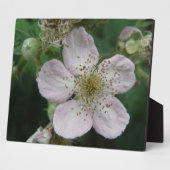 BlackBerry Blume Makro Plaque Fotoplatte (Seite)