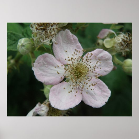 BlackBerry Blume Makro-Poster Poster (Vorne)