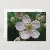 BlackBerry Blume Makro Postkarte (Vorne/Hinten)