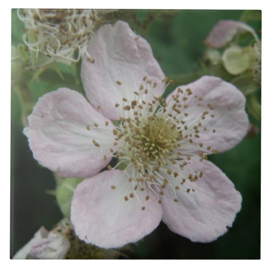 BlackBerry Blume Makro-Tile Fliese (Vorderseite)