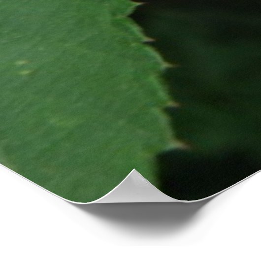 BlackBerry Blume Poster (Ecke)