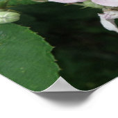 BlackBerry Blume Poster (Ecke)