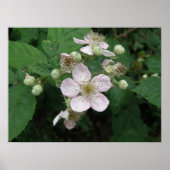 BlackBerry Blume Poster (Vorne)