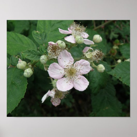BlackBerry Blume Poster (Vorne)
