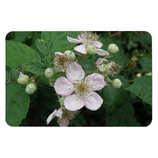 BlackBerry Blume Premium Magnet (Horizontal)
