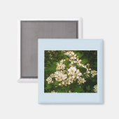 Blackberry-Blüte Magnet (Vorderseite/Rückseite)