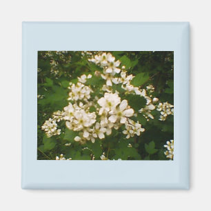 Blackberry-Blüte Magnet