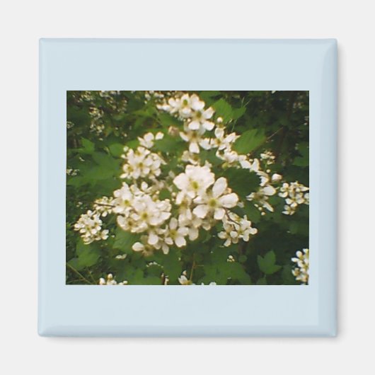 Blackberry-Blüte Magnet (Vorne)