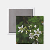 BlackBerry-Blüten Magnet (Vorderseite/Rückseite)