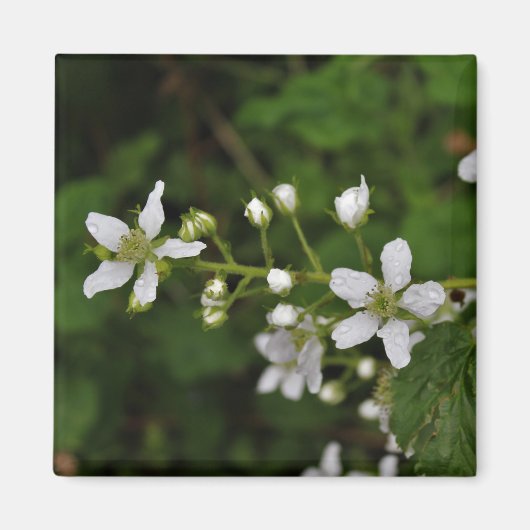 BlackBerry-Blüten Magnet (Vorne)