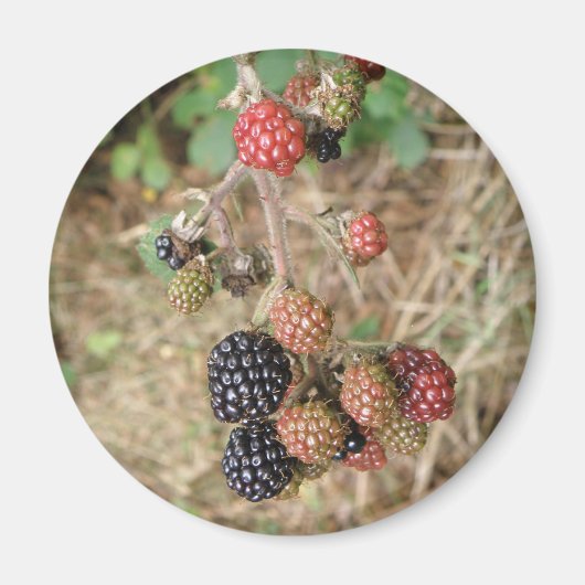 BlackBerry Bonanza Magnet (Vorne)