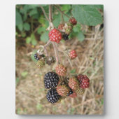 BlackBerry Bonanza Plaque Fotoplatte (Vorderseite)