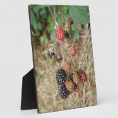 BlackBerry Bonanza Plaque Fotoplatte (Seite)