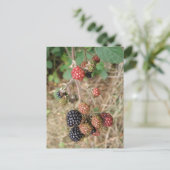 BlackBerry Bonanza Postcard Postkarte (Stehend Vorderseite)