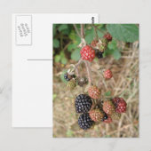BlackBerry Bonanza Postcard Postkarte (Vorne/Hinten)