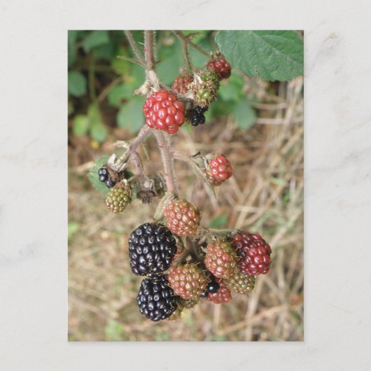 BlackBerry Bonanza Postcard Postkarte (Vorderseite)