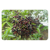 BlackBerry Bonanza Premium Magnet (Horizontal)