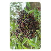 BlackBerry Bonanza Premium Magnet (Vertikal)