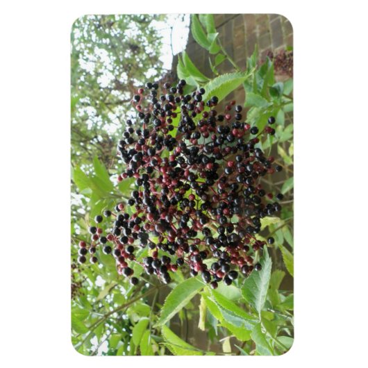 BlackBerry Bonanza Premium Magnet (Vertikal)