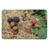 BlackBerry Bonanza Premium Magnet (Horizontal)
