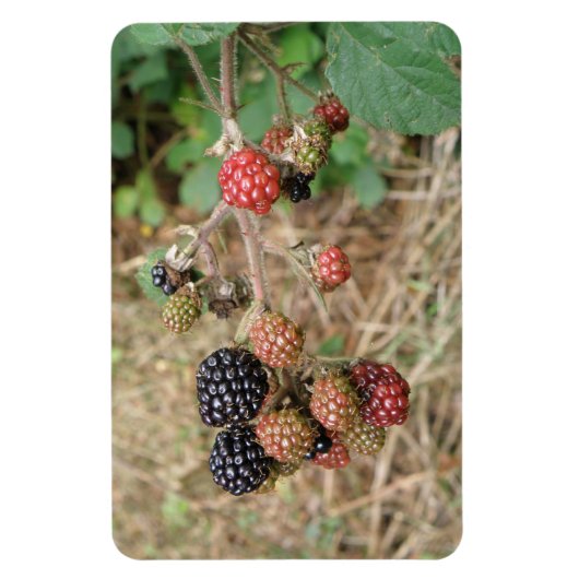 BlackBerry Bonanza Premium Magnet (Vertikal)