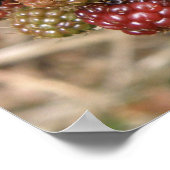 BlackBerry Bonanza Print Poster (Ecke)