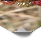 BlackBerry Bonanza Print Poster (Ecke)