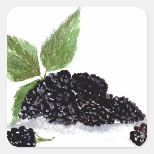 BlackBerry Früchte Aquarellspeisen Sommerwald Quadratischer Aufkleber (Vorderseite)
