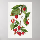 BlackBerry Fruchtsaftfarbe Poster (Vorne)