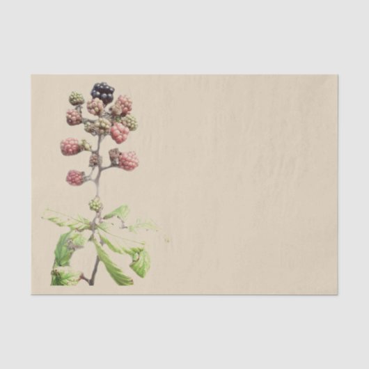 BlackBerry-Hintergrund Seidenpapier (Vorderseite)
