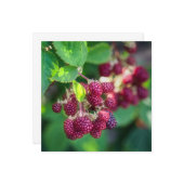 BlackBerry Karte (Vorderseite/Rückseite Beispiel)