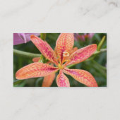 BlackBerry-Lilie Visitenkarte (Rückseite)