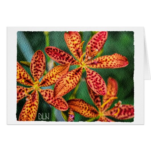 BlackBerry Lily Blume/Blumenrosa (Vorderseite (Horizontal))