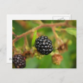 BlackBerry Postkarte (Vorne/Hinten)