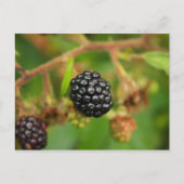 BlackBerry Postkarte (Vorderseite)
