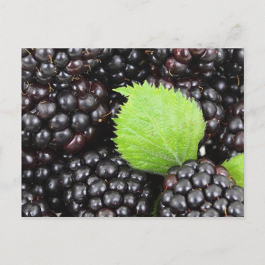 BlackBerry Postkarte (Vorderseite)