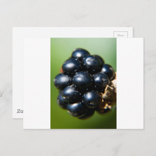 BlackBerry Postkarte (Vorne/Hinten)