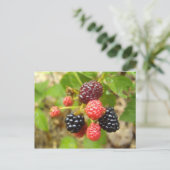 BlackBerry Postkarte (Stehend Vorderseite)
