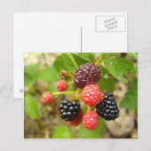 BlackBerry Postkarte (Vorne/Hinten)
