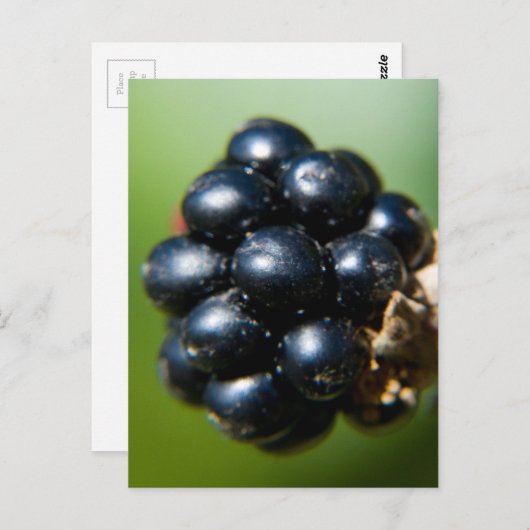 BlackBerry Postkarte (Vorne/Hinten)