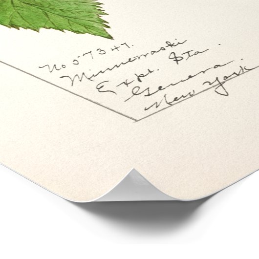 BlackBerry (Rubus subg. Rubus Watson) Obst Poster (Ecke)