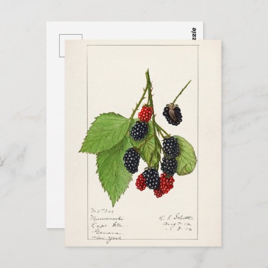 BlackBerry (Rubus subg. Rubus Watson) Obst Postkarte (Vorne/Hinten)