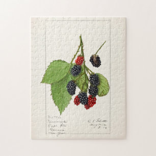 BlackBerry (Rubus subg. Rubus Watson) Obst Puzzle