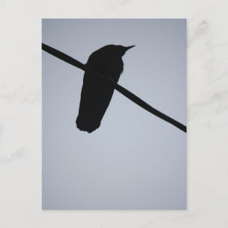 BlackBird auf einer Wire Postkarte