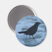 Blackbird auf Eis Magnet (Vorderseite/Rückseite)