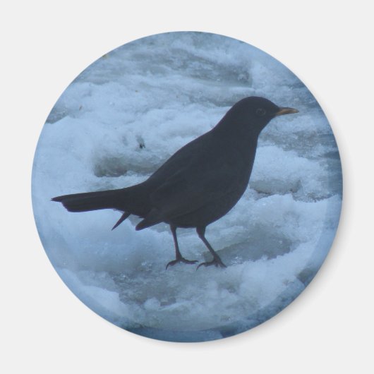 Blackbird auf Eis Magnet (Vorne)