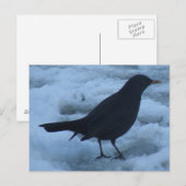 Blackbird auf Eis Postcard Postkarte (Vorne/Hinten)