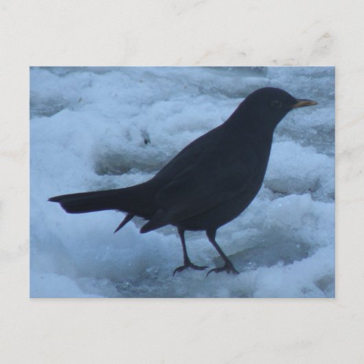 Blackbird auf Eis Postcard Postkarte (Vorderseite)